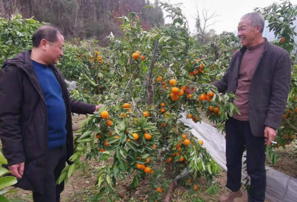 双牌：群众沃柑滞销 县教育局来解困