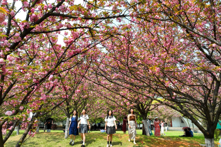 南华大学：春涌校园景如画