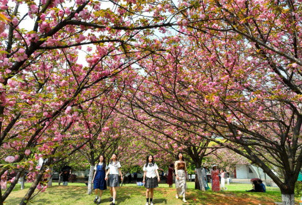 南华大学：春涌校园景如画