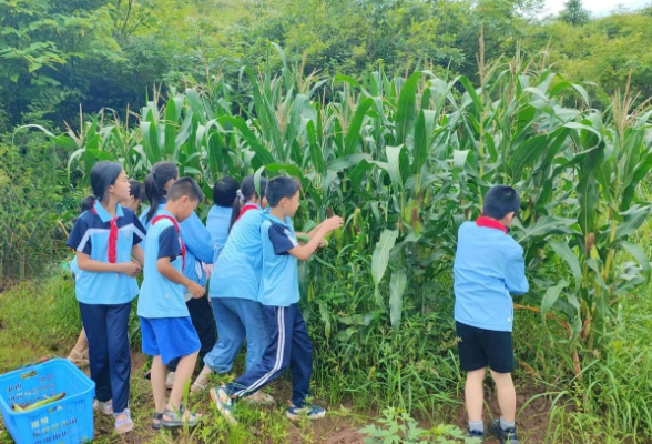 衡南县冠市小学：“玉”教于劳，赋能于乐