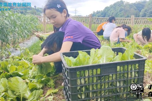 【芷江站】楠木坪镇小举行第三届收获节义卖活动（小记者 杨子涵 指导教师 李增鑫）