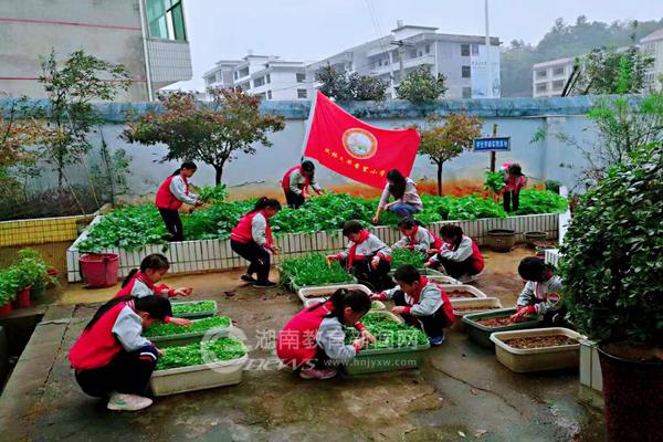 北塔区枫林小学孩子们的“菜地”_副本.jpg